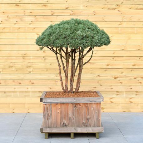 Pin Sylvestre "Watereri" - Pinus Sylvestris "Watereri"