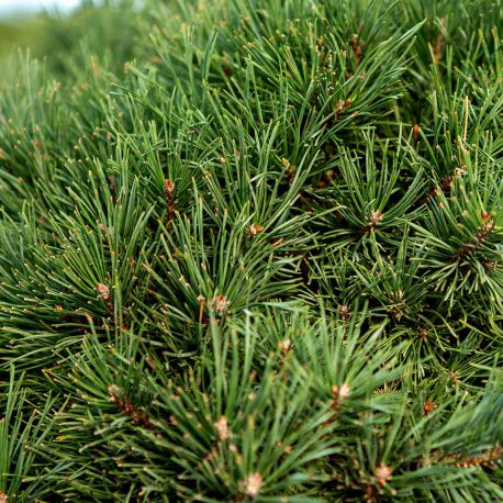 Pin Sylvestre "Watereri" - Pinus Sylvestris "Watereri"