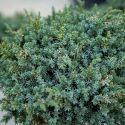 Genévrier de Chine "Blue Alps" - Juniperus Chinensis "Blue Alps"