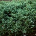 Genévrier "Hetzii" Taille bonsaï - Juniperus Medi "Metzii"