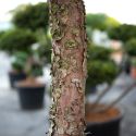 Genévrier "Hetzii" Taille bonsaï - Juniperus Medi "Metzii"