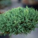 Genévrier "Hetzii" Taille en Nuage - Juniperus Medi "Metzii"