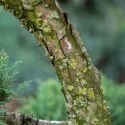 Genévrier "Hetzii" Taille en Nuage - Juniperus Medi "Metzii"