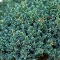 Genévrier Ecailleux "Meyeri" - Juniperus Squamata "Meyeri"