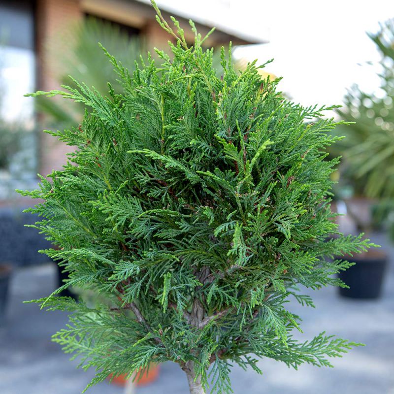 Arbre nuage Cyrprès de Leyland, taillé 3 boules Cupressocyparis leylandii Art Graden