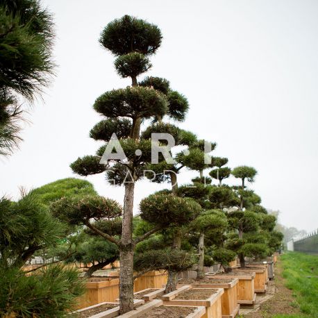 Arbre Nuage japonais - Bonsai Geant Pinus nigra