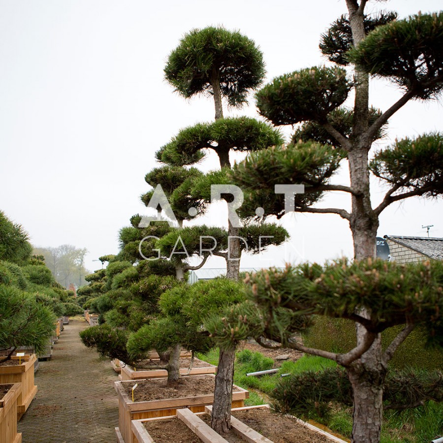 Bonsai Geant Pinus nigra design