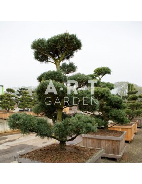 Arbres Nuage japonais - Bonsai Geant Pinus parviflora 'Glauca'