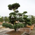 Arbres Nuage japonais - Bonsai Geant Pinus parviflora 'Glauca'