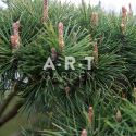 Arbres Nuage japonais - Bonsai Geant Pinus mugo Mughus