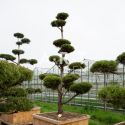 Bonsai Geant Pinus mugo