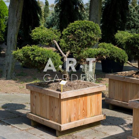 Arbres Nuage japonais - Bonsai Geant Juniperus media 'Pfitz. Compacta'