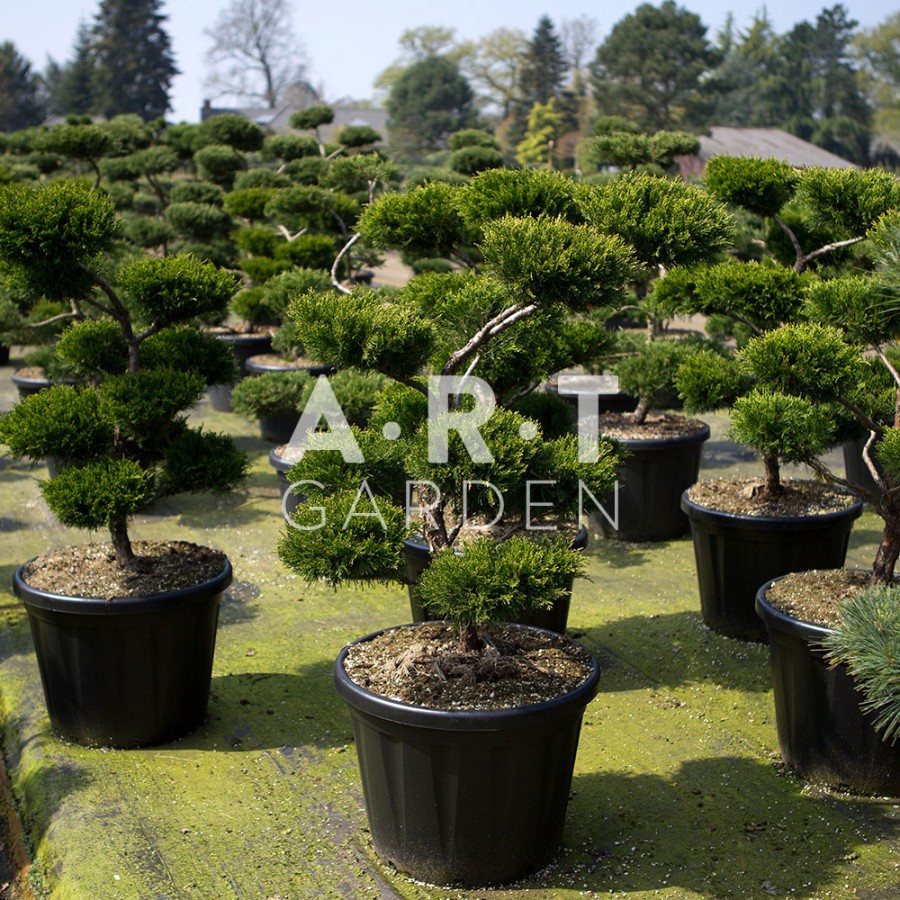 Arbres Nuage japonais - Bonsai Geant Juniperus media Mint Julep