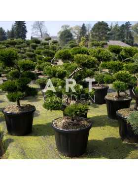 Arbres Nuage japonais - Bonsai Geant Juniperus media Mint Julep
