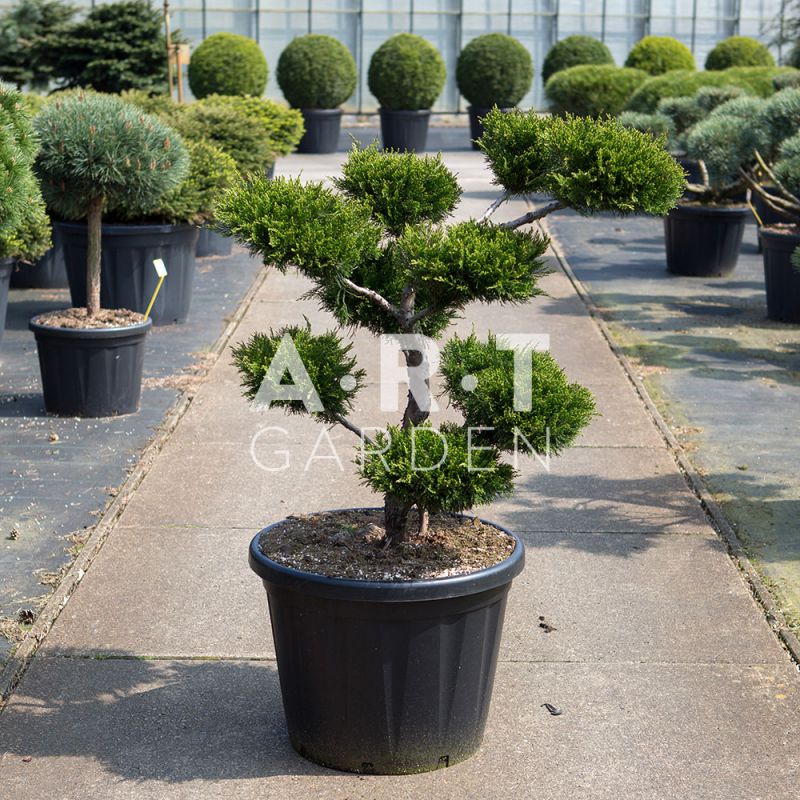 12+ Mint Julep Juniper Bonsai most complete Hobby plan