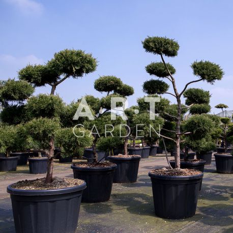 Arbres Nuage japonais - Bonsai Geant Juniperus virg. 'Glauca'