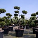 Arbres Nuage japonais - Bonsai Geant Juniperus virg. 'Glauca'