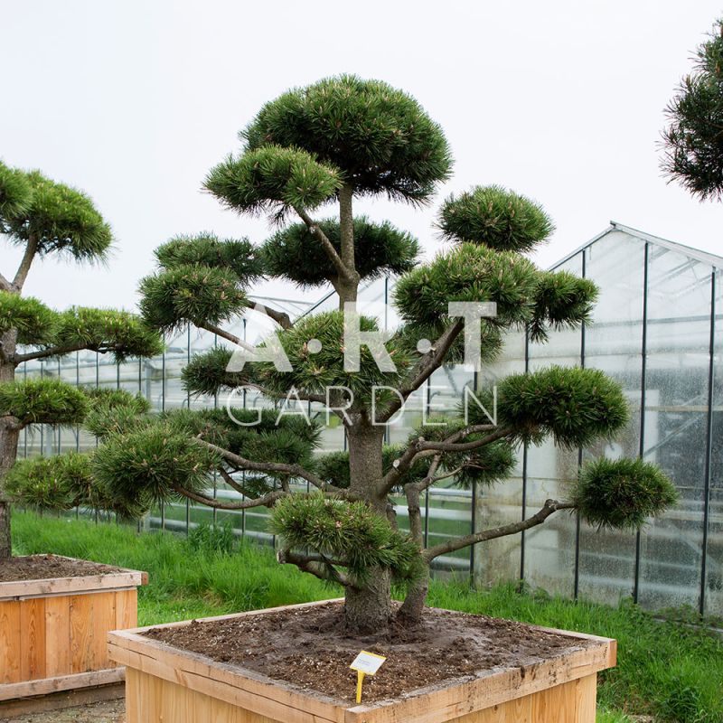 arbres nuages japonais bonsai geant pinus mugo gnom