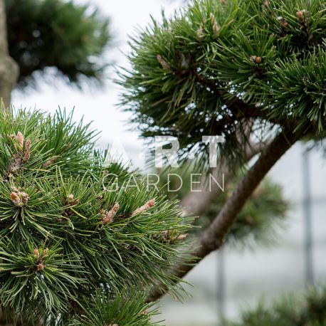 Arbres Nuage japonais pour jardin résistant Bonsai Geant Pinus nigra