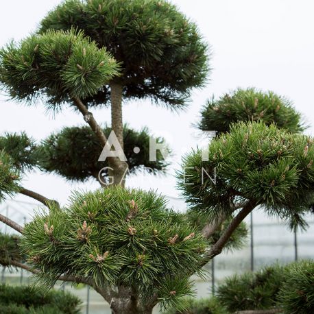 Arbres Nuage japonais - Bonsai Geant Pinus mugo 'Gnom'