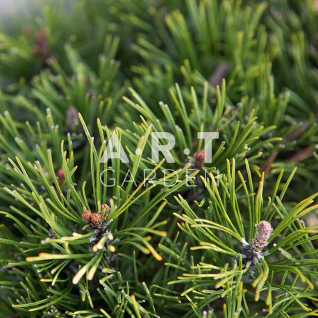 Arbre Nuage japonais - Pinus mugo mughus