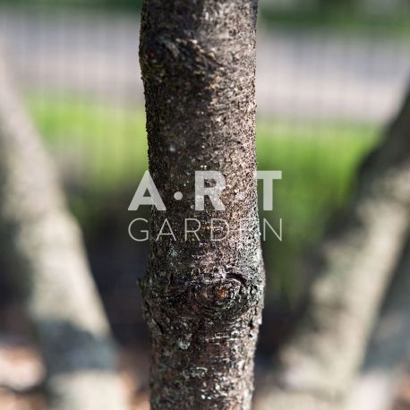 Arbre Nuage japonais - Pinus mugo mughus
