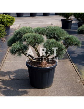 Arbre Nuage japonais - Bonsai Geant Pinus Sylvestris Watereri