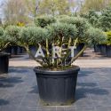 Arbre Nuage japonais - Bonsai Geant Pinus Sylvestris Watereri