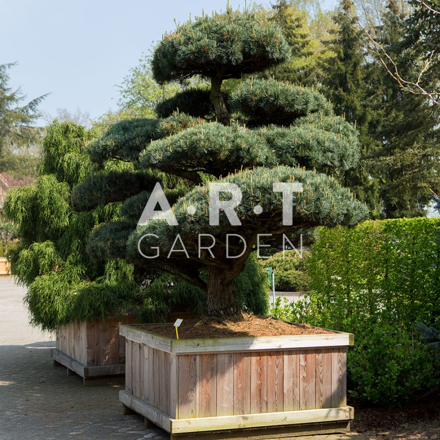 Arbre Nuage japonais - Pinus Parviflora Pent Glauca