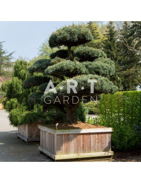 Arbre Nuage japonais - Pinus Parviflora Pent Glauca