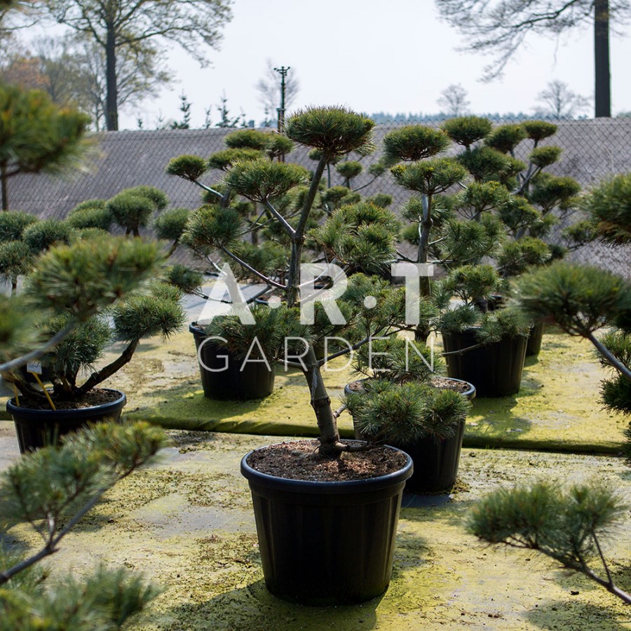 Arbre Nuage japonais - Bonsai Geant Pinus Strobus Krugers Liliput