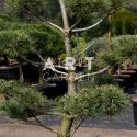 Arbre Nuage japonais - Bonsai Geant Pinus Strobus Krugers Liliput