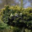 Arbre Nuage - Bonsai Geant Taxus Baccata Summergold