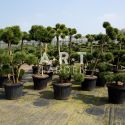 Arbre Nuage japonais - Bonsai Geant Pinus nigra Brepo