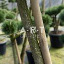 Arbre Nuage japonais - Bonsai Geant Pinus nigra Brepo