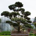 Arbre nuage Pinus sylvestris Norsky