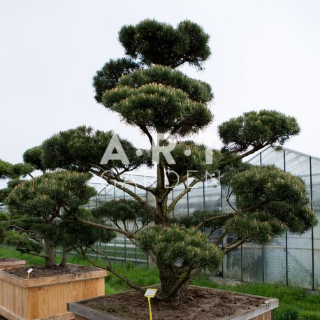 Arbre nuage Pinus sylvestris Norsky taille 120/130 caisse bois 70x70