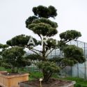 Pinus sylvestris Norsky design