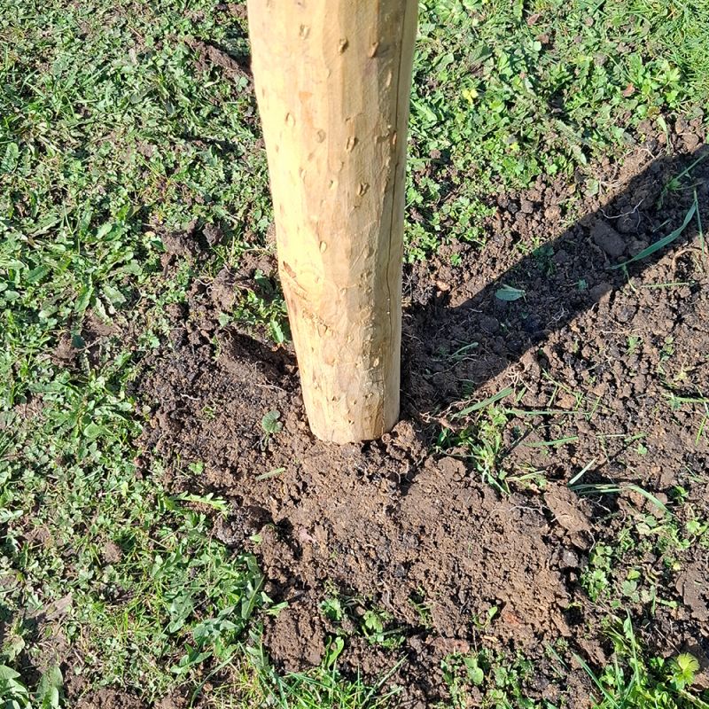 Piquet en châtaignier - 80/10 L2m00