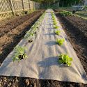 Toile de paillage - ECO JUTE 100% - RL 2 x 25ml (50m²)