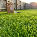Semence de gazon - Sac de 10kg (Novaturf Essentiel)