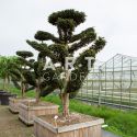 Arbre Nuage japonais - Bonsai Geant Taxus Baccata Dovastoniana