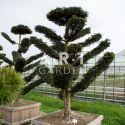 Arbre Nuage japonais - Bonsai Geant Taxus Baccata Dovastoniana