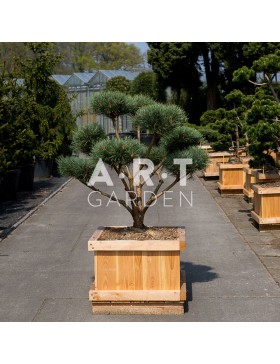 Arbre nuage Pinus Sylvestris Watereri Style Brepo 100/120