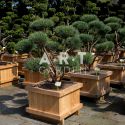 Pinus Sylvestris Watereri Style Brepo design