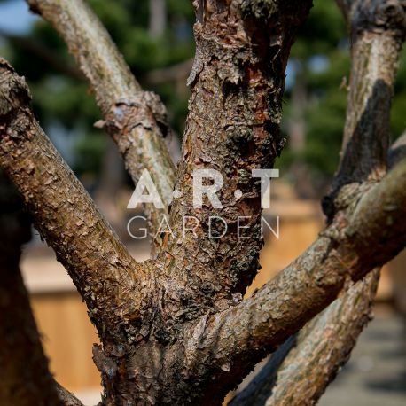 Pinus Sylvestris Watereri Style Brepo zoom sur branche