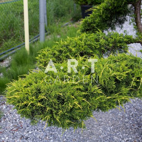 Juniperus PFIT AUREA Bonsai 180-200 cm Container 110 L