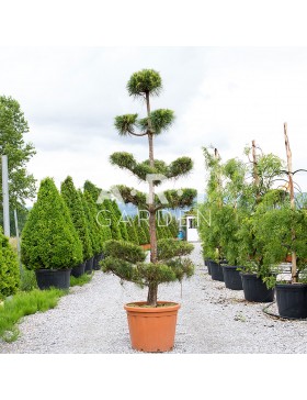 Pinus Sylvestris Ponpon Nuage Hauteur 180-200 Container 110L