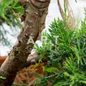 Juniperus Pfitzeriana Bonsai hauteur 90 cm container 115L