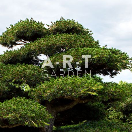 Pentaphylla Bonsai Japonais
